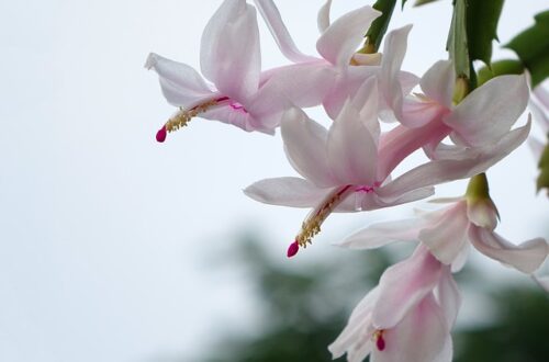 Schlumbergera truncata fiore