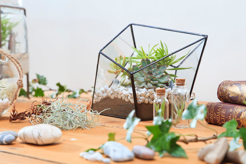 I terrarium: piccoli ecosistemi in contenitori di vetro - fuoridivaso