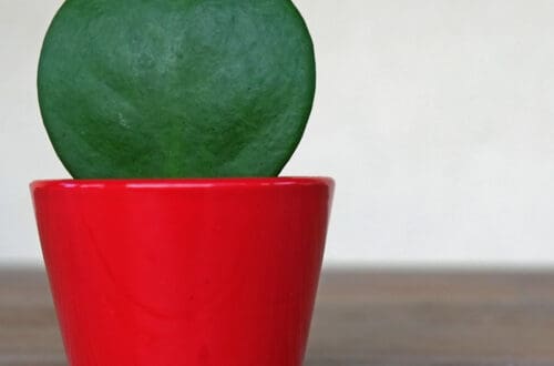 foglia di hoya kerrii