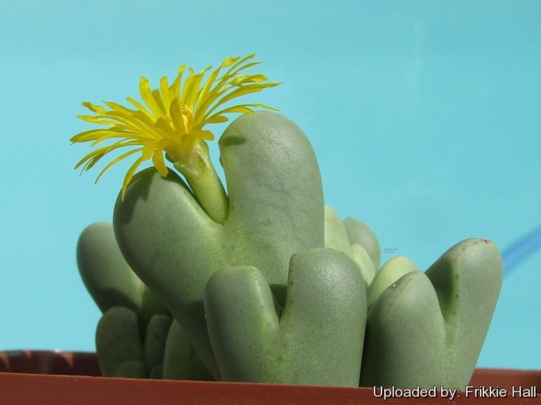 Conophytum bilobum