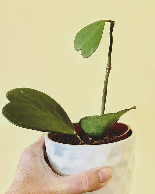 giovane pianta di hoya kerrii
