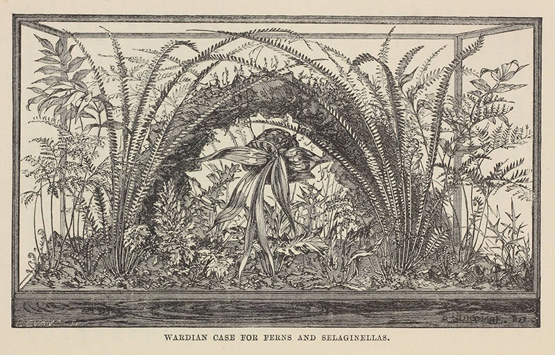 cassetta wardiana