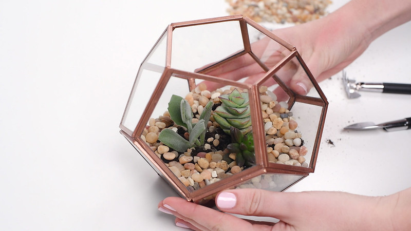 Realizzazione di un terrario