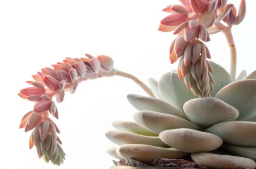 Echeveria pianta