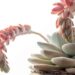 Echeveria pianta