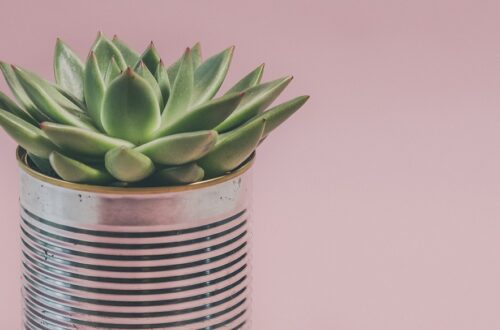rinvaso, potatura e propagazione dell'echeveria