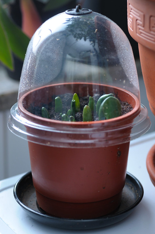 Crassula hobbit propagazione per foglia