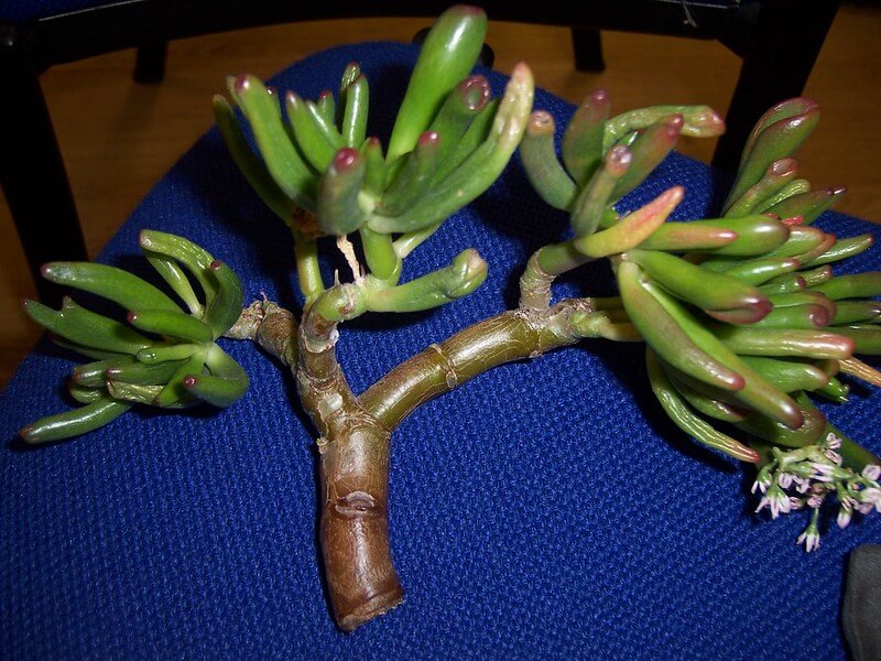 Crassula Hobbit talea