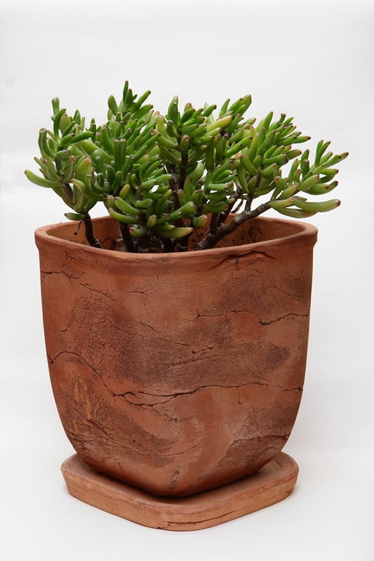 Crassula ovata Hobbit