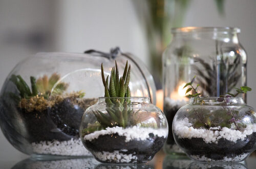 come curare un terrario