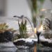 come curare un terrario