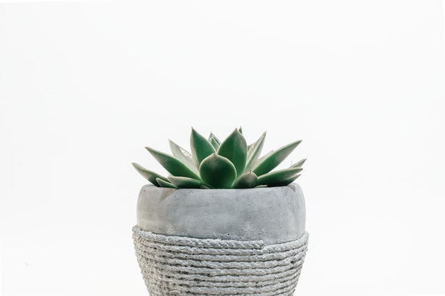 Echeveria identificazione