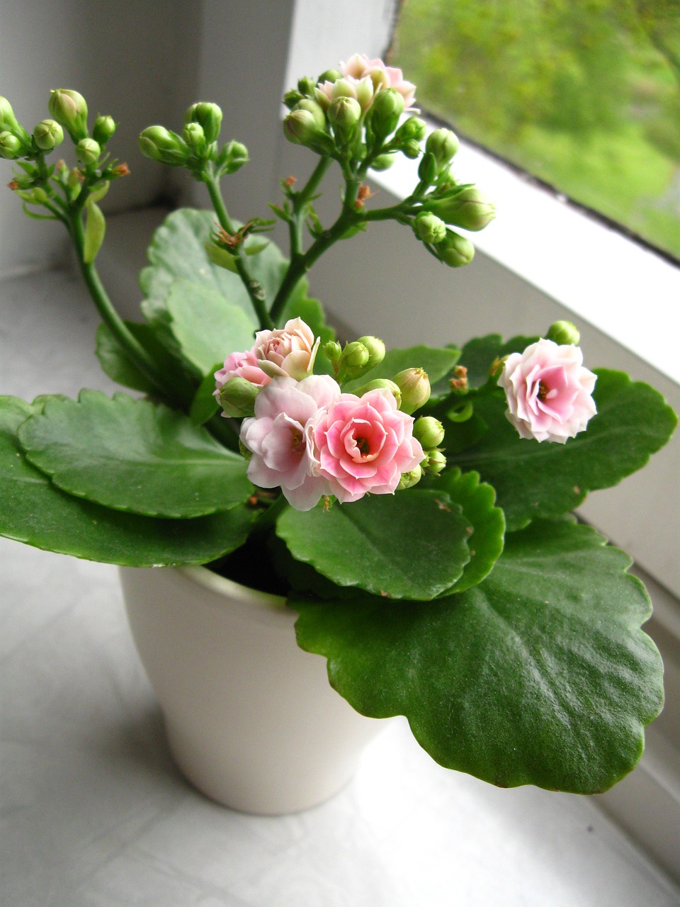 Kalanchoe