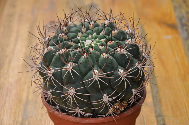 Gymnocalycium