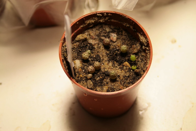 Gymnocalycium semina