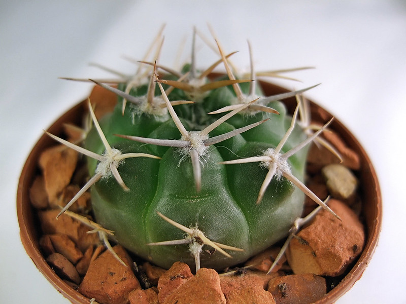 Gymnocalycium