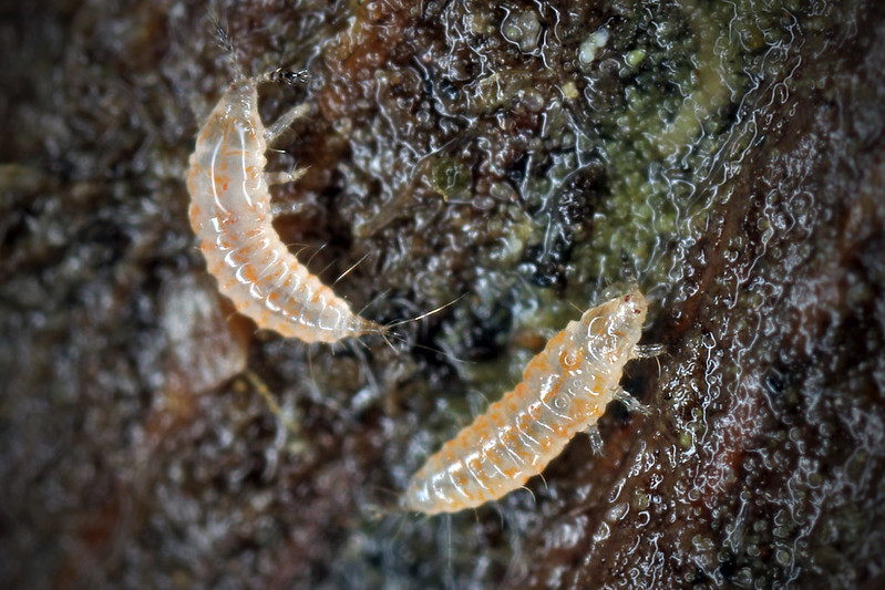 Tripidi o Frankliniella occidentalis