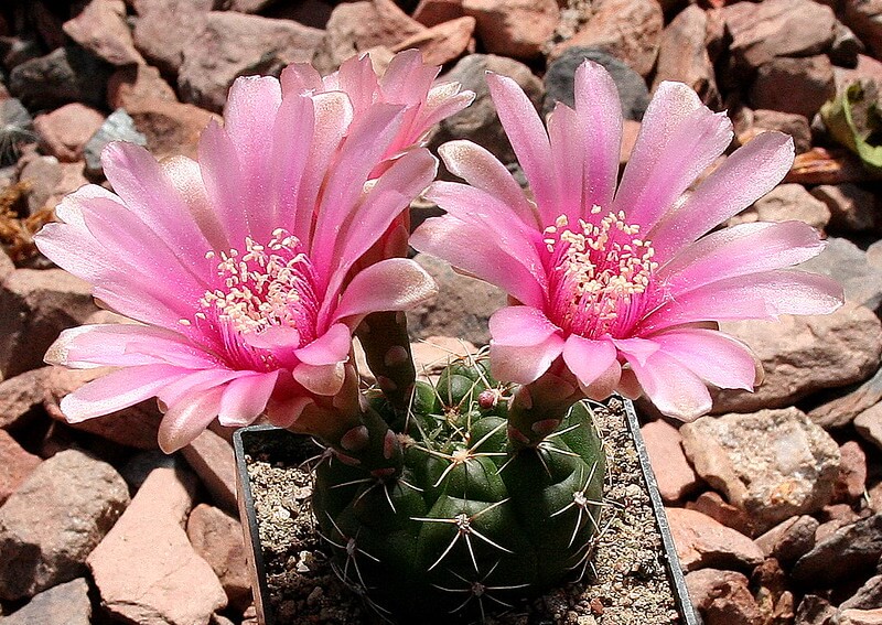 Gymnocalycium