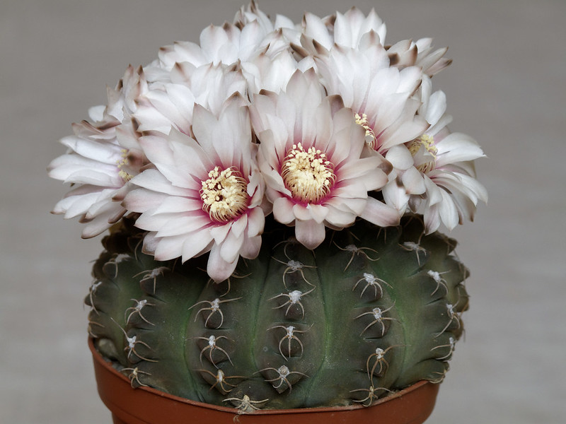 Gymnocalycium fioritura