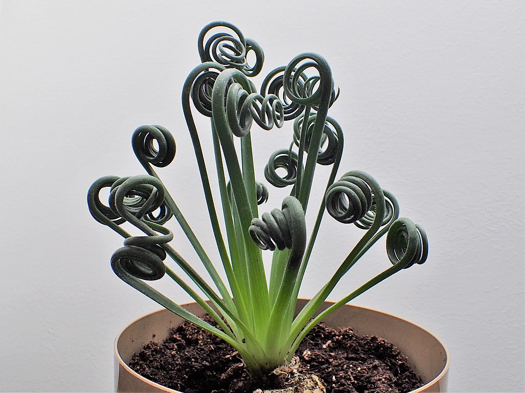 Albuca Spiralis coltivazione
