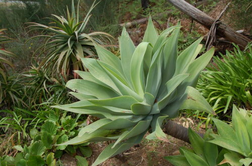 Agave attenuata