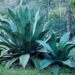 Agave salmiana