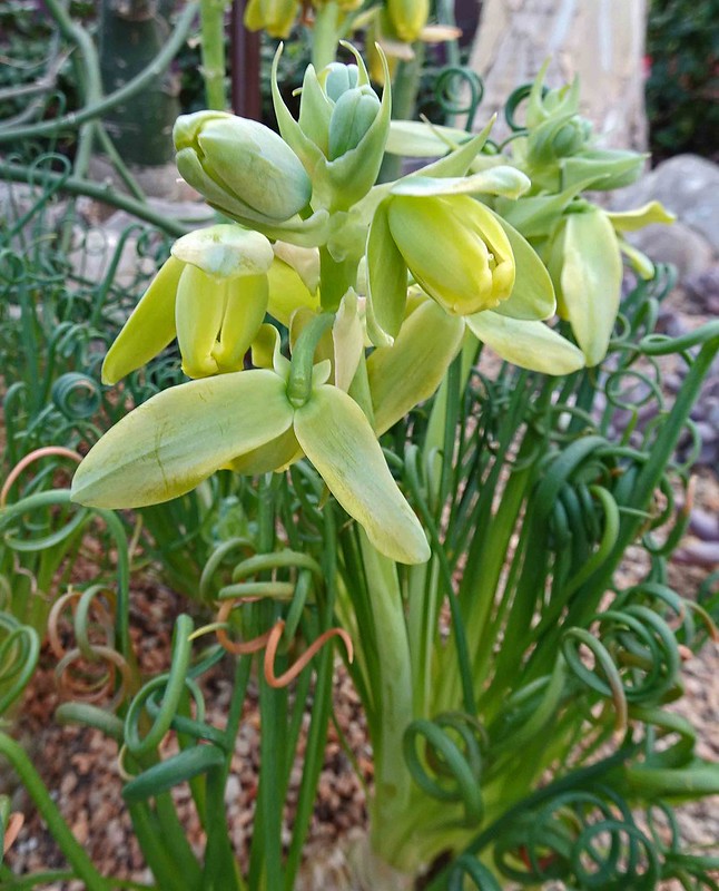 Albuca Spiralis fiorita