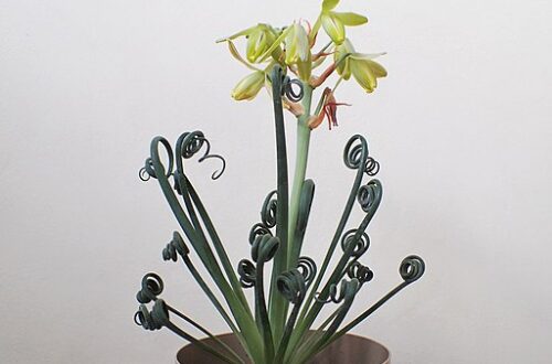 Albuca spiralis