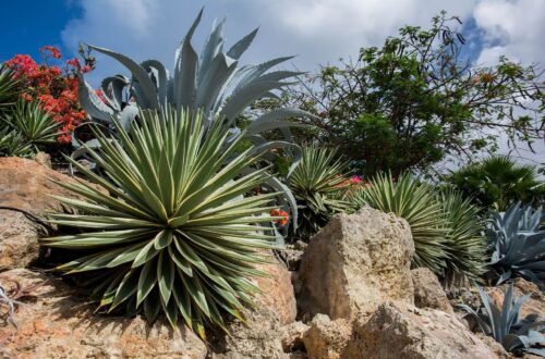 Agave in giardino