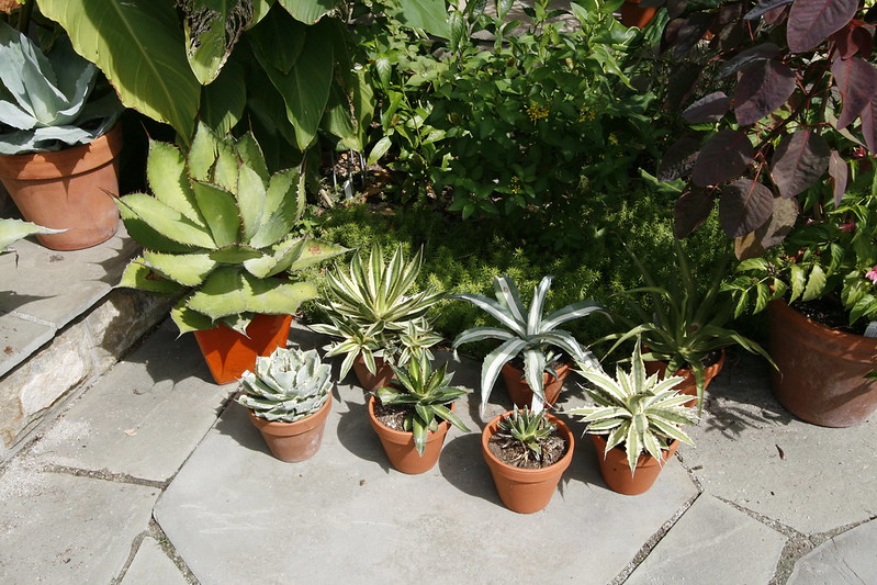 Agave in vaso