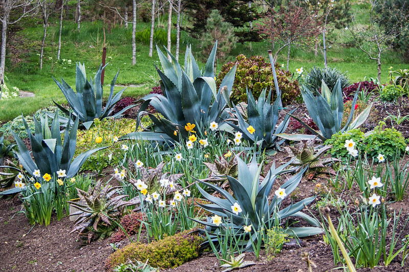 Agave in giardino