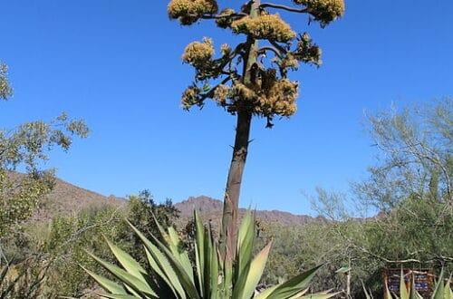 Agave in fiore