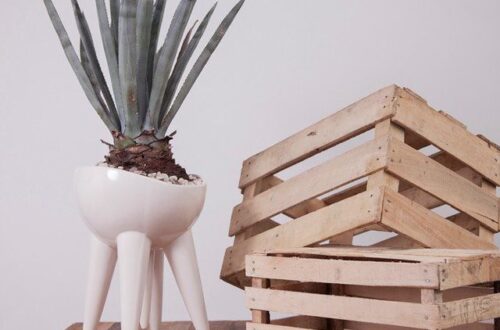 Agave come pianta d'appartamento