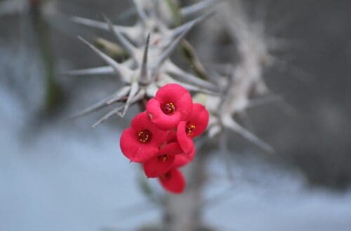 Euphorbia milii