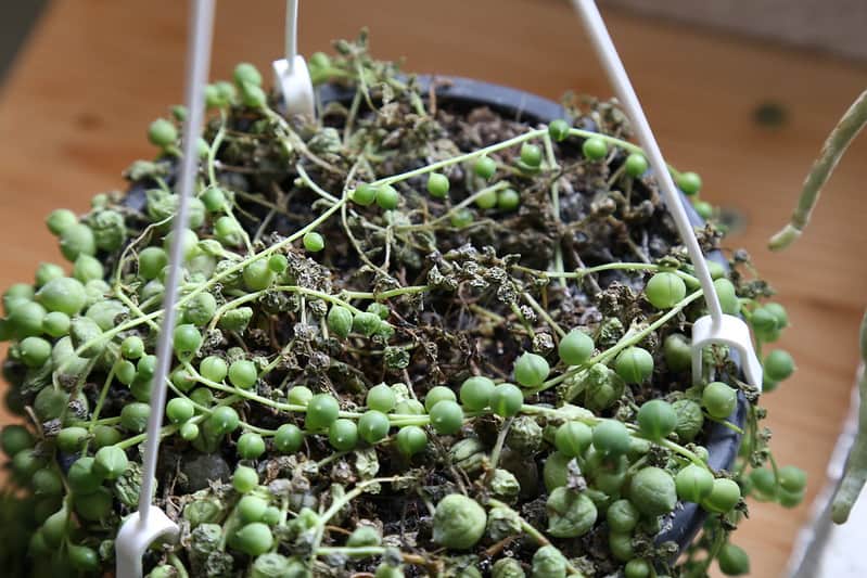 Senecio rowleyanus: rinvaso, propagazione, malattie