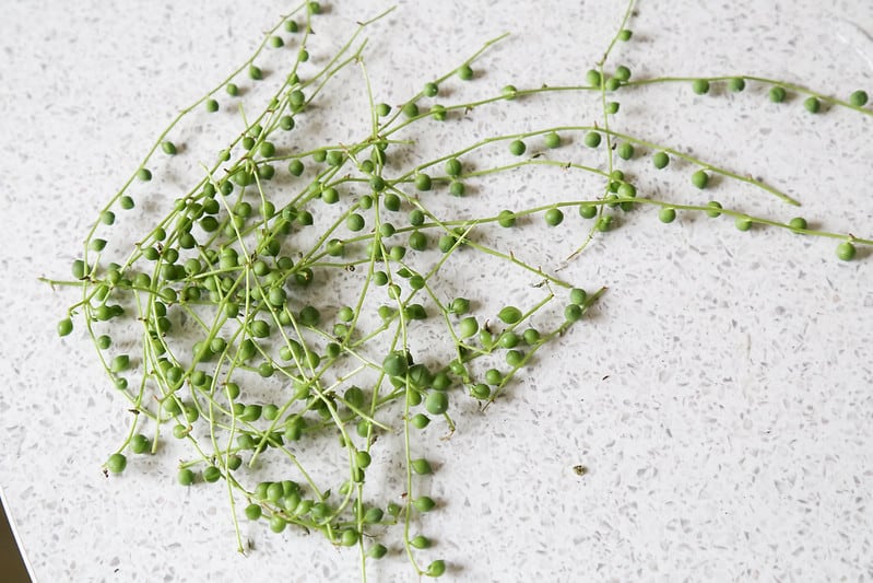 Senecio rowleyanus: rinvaso, propagazione, malattie