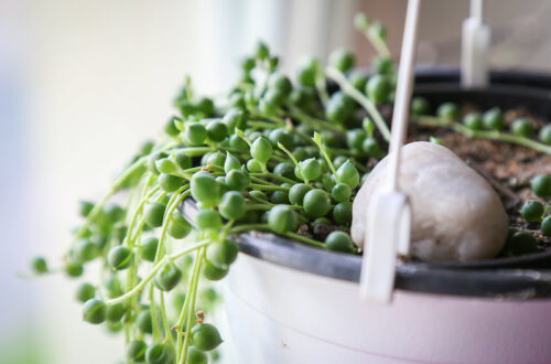 Senecio rowleyanus, la pianta del rosario