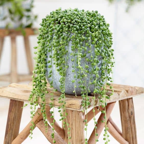 Senecio rowleyanus: rinvaso, propagazione, malattie