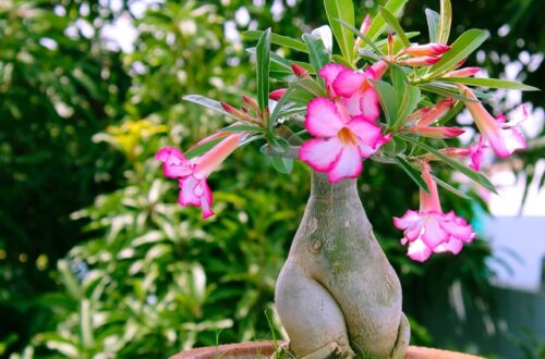 adenium obesum, la rosa del deserto