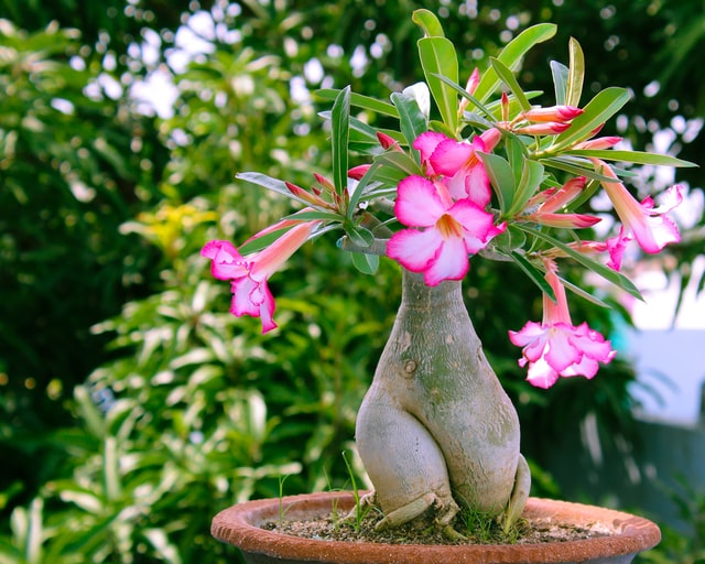 adenium obesum, la rosa del deserto