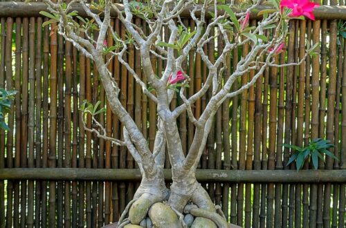 Adenium obesum: rinvaso e potatura