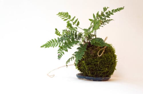 Kokedama: la tendenza verde che arriva dal Giappone