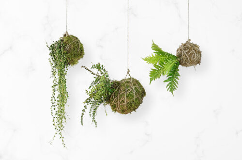Come realizzare un Kokedama