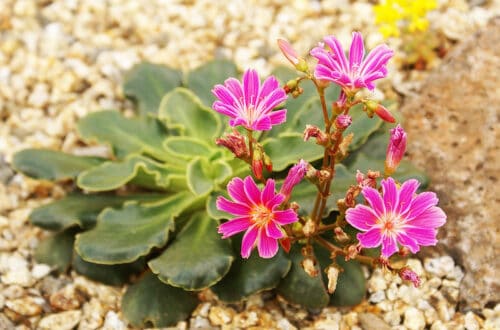 Lewisia, la succulenta che nasce tra le rocce