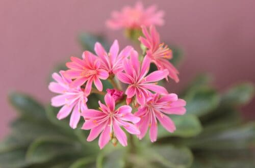 Lewisia: rinvaso, propagazione, malattie