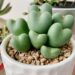 Come curare i Conophytum bilobum: dal rinvaso ai problemi comuni