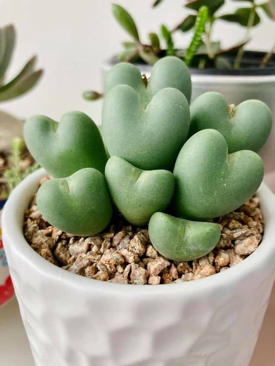 Come curare i Conophytum bilobum: dal rinvaso ai problemi comuni