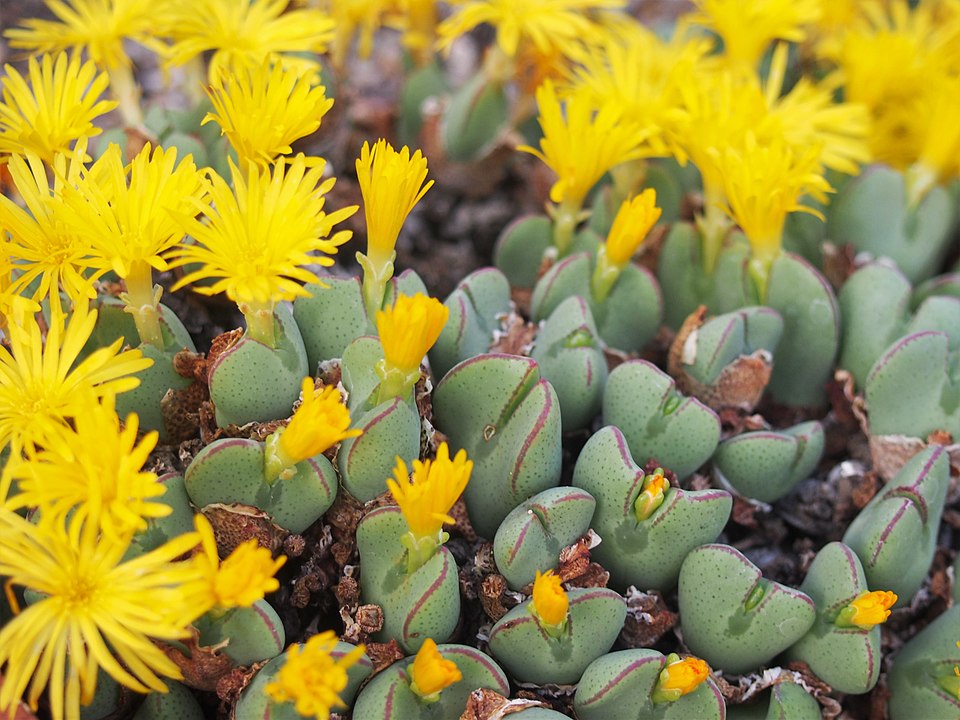 La fioritura dei Conophytum bilobum