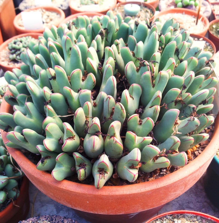 Come coltivare il Conophytum bilobum