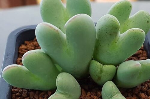 Un romantico cespuglio di cuori: i Conophytum bilobum
